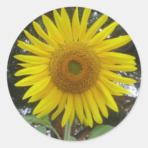 Autocollants de tournesol géant
