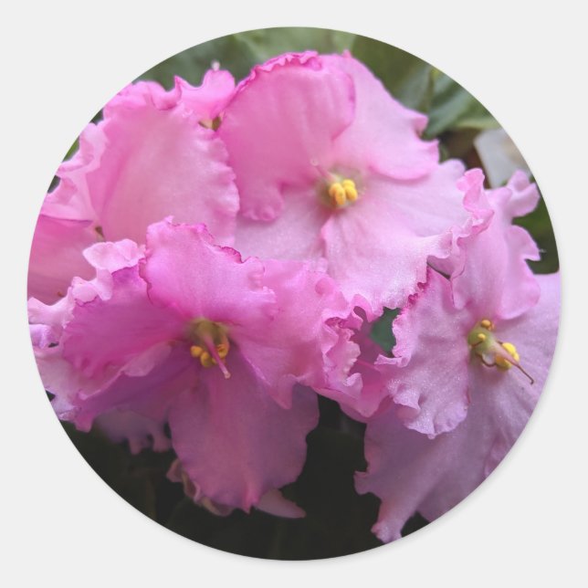 Autocollants de violette africaine rose pour scell (Devant)