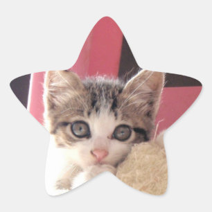 autocollants d'étoile de jouet du chaton des