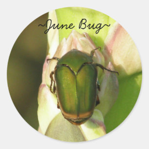 Autocollants d'insecte de juin