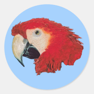 Autocollants d'oiseau de perroquet d'ara