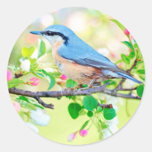 autocollants d'oiseaux au printemps