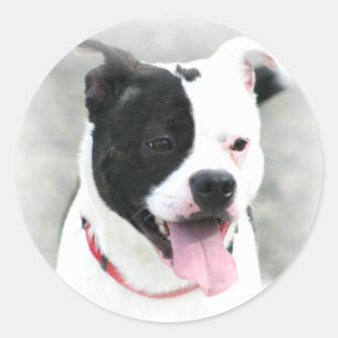 Autocollants du Staffordshire Terrier américain