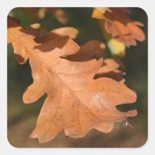Autocollants en feuilles de chêne d'automne