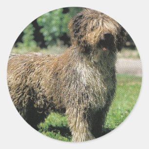 Autocollants espagnols pour chien d'eau