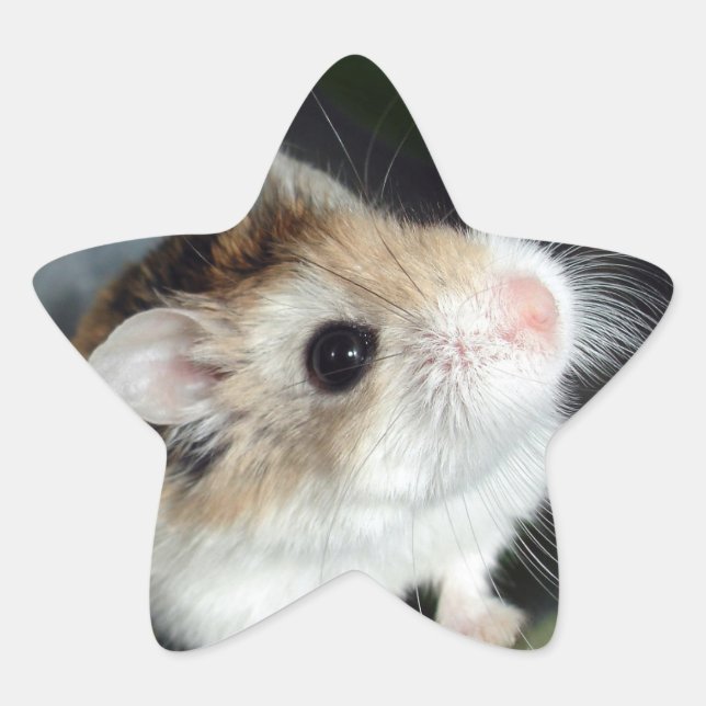 Autocollants étoiles de hamster mignon (Devant)