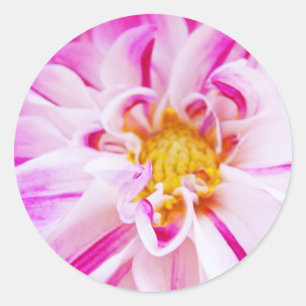 Autocollants Fleurs de dahlia Dahlia floral rose