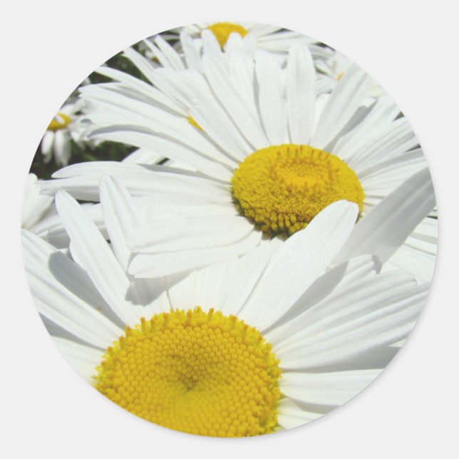 Autocollants Fleurs de Pâquerette Blanches Daisies (Devant)