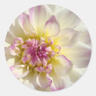 Autocollants floraux roses blancs fleurs de dahlia