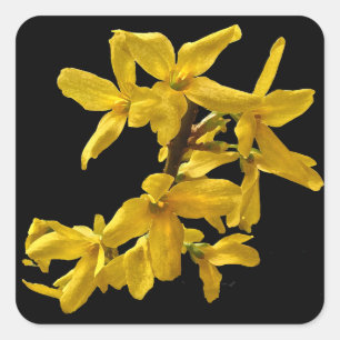 Autocollants Forsythia