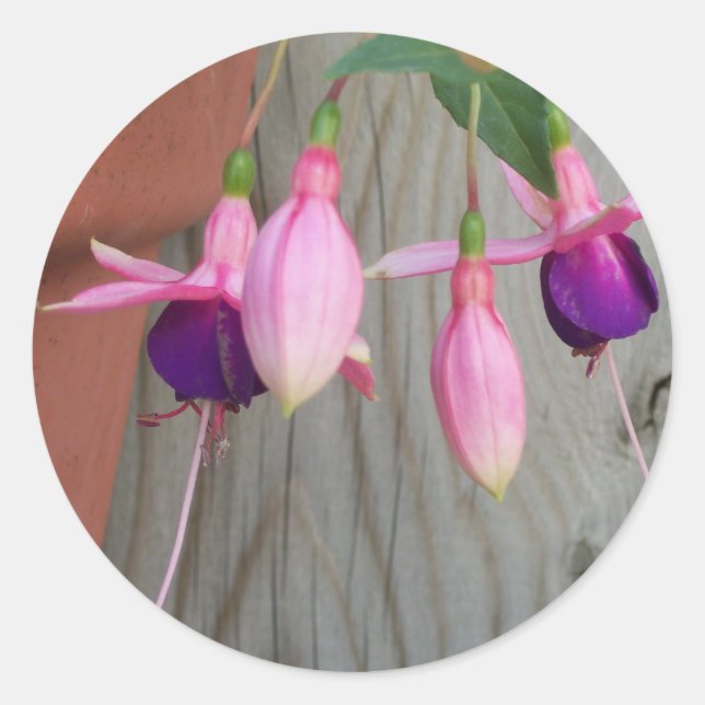 Autocollants Fuchsia (Devant)