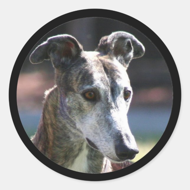 Autocollants Greyhound (Devant)