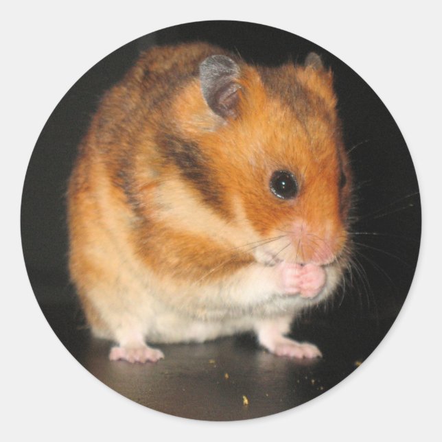 Autocollants Hamster (Devant)