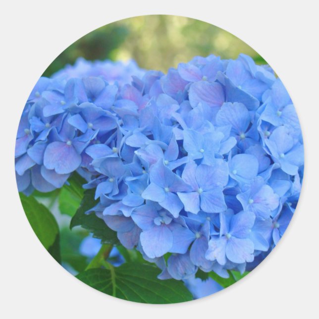 Autocollants Hydrangea Bleue Hydrangea d'été Jardi (Devant)