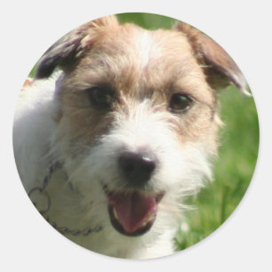 Autocollants Jack Russell Terrie