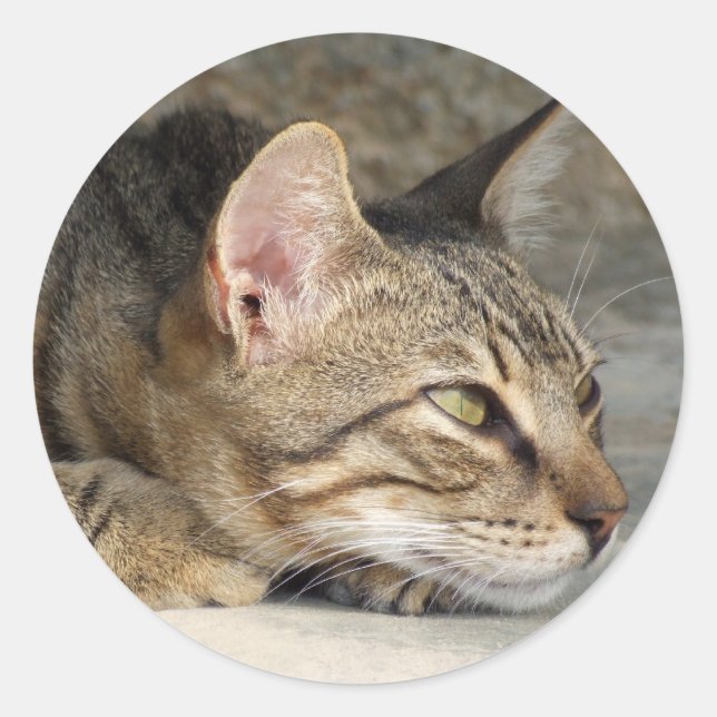 Autocollants Kitty (Devant)