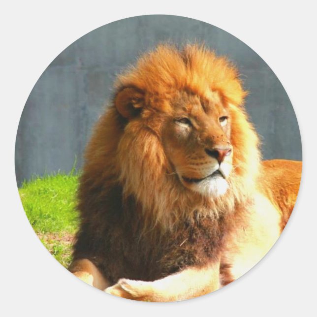 Autocollants Lion Africains (Devant)