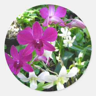 Autocollants magenta d'orchidées