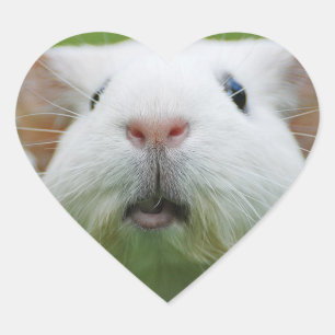 Autocollants Nibbler