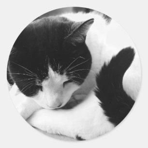 Autocollants noirs et blancs de photo de chat