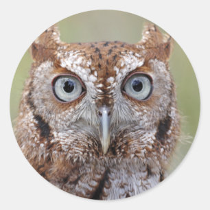 Autocollants orientaux de photographie de hibou de