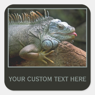 Autocollants personnalisés Iguana