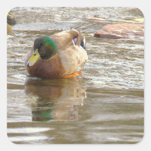 Autocollants Photo Canard Colvert