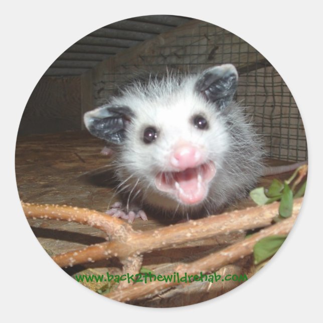 autocollants pour bébé opossum (Devant)