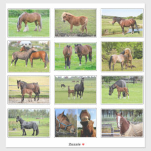 Autocollants pour chevaux (ou VOS photos)