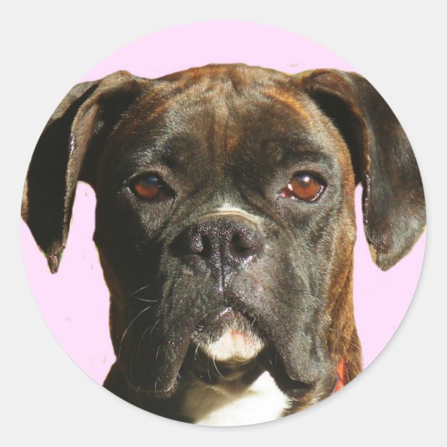 Autocollants pour chien de boîte (Devant)