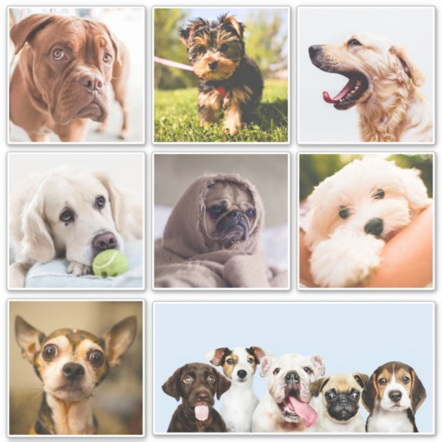 Autocollants pour chiens mignons et amusants (ou V (Devant)