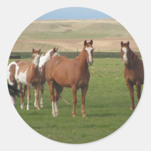 Autocollants quarts de troupeau de cheval