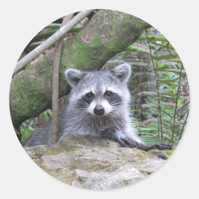 Autocollants Raccoon adorables (Devant)
