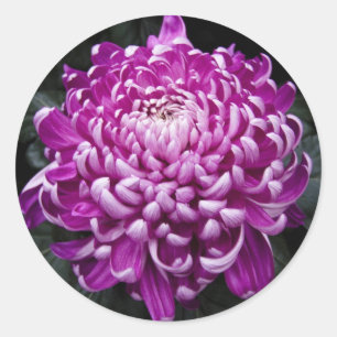 Autocollants ronds de chrysanthème pourpre