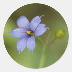 Autocollants ronds floraux de fleur sauvage