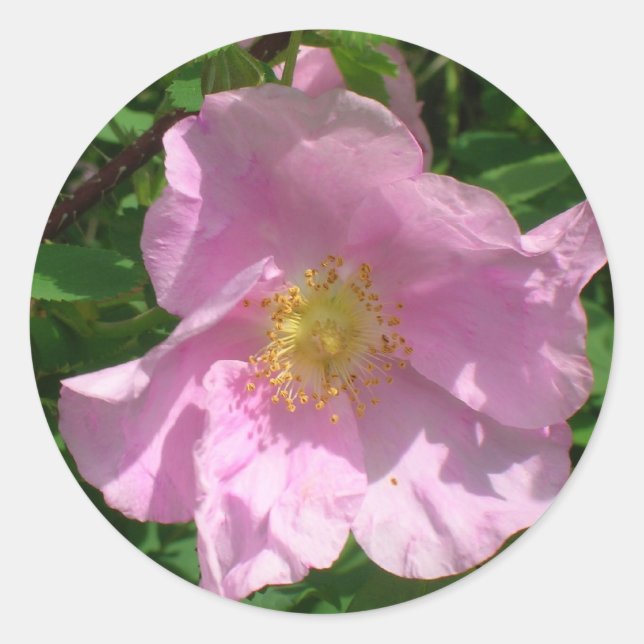 Autocollants Roses sauvages (Devant)