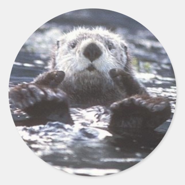 Autocollants Sea Otter (Devant)