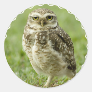 Autocollants vigilants de hibou