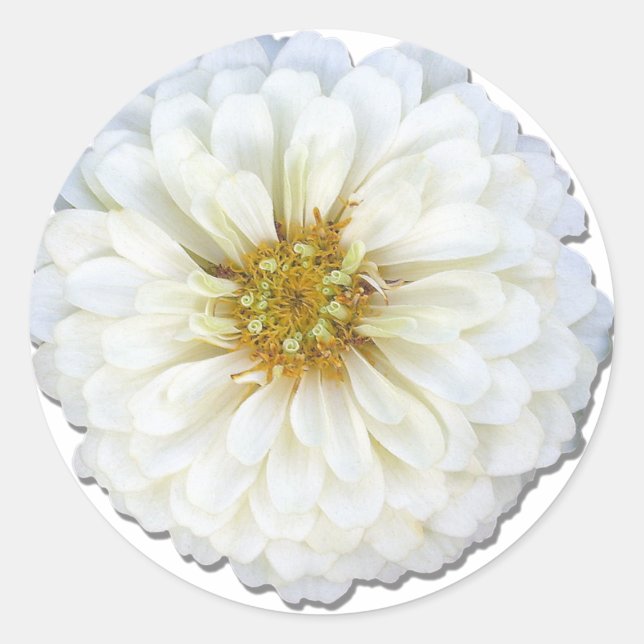 Autocollants - Zinnia blanche (Devant)