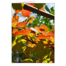 Automne à Canberra