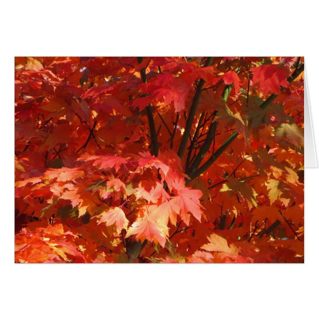 Automne à Canberra (Devant horizontal)