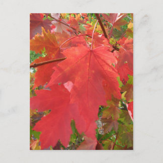 Automne en Nouvelle-Angleterre Carte postale