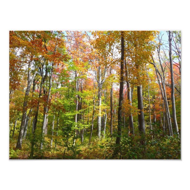Automne Forêt I Automne Paysage Photographie (Devant)
