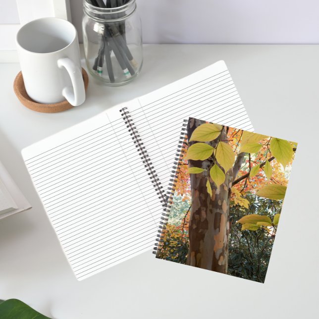 Automne Japonais Stewartia Arbre Carnet Floral (In Situ)