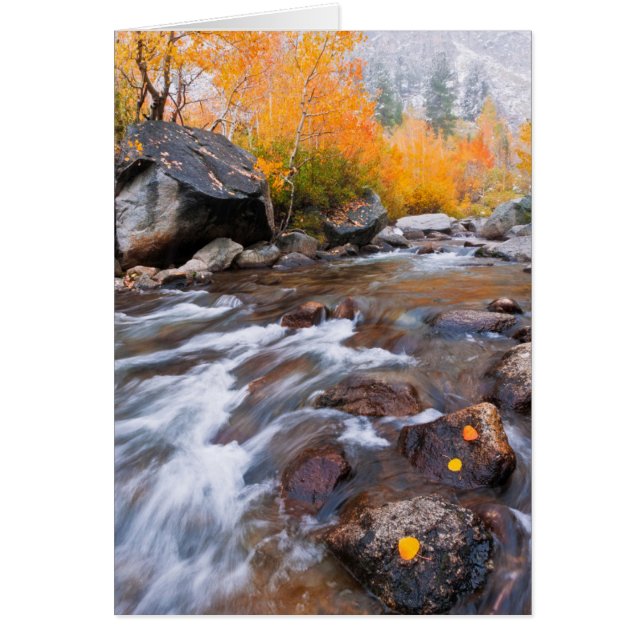 Automne le long de Bishop Creek, CA (Devant)