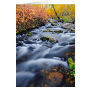 Automne le long du ruisseau de Lundy, Californie