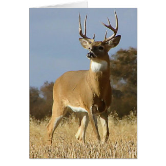 Automne Whitetail Buck