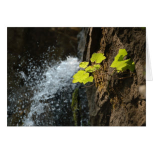 Automnes de l'eau