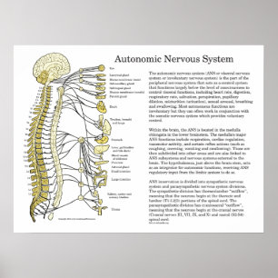Autonomes Nervensystem Nationalstandard-Plakat Poster