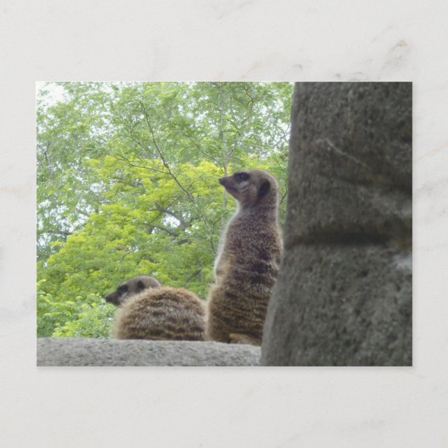 Autre carte postale Meerkat (Devant)